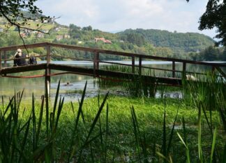 Plagues and Resilience